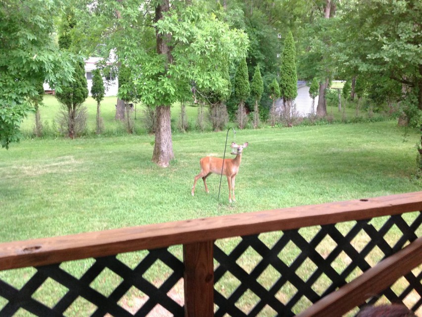 Some of the neighbors 