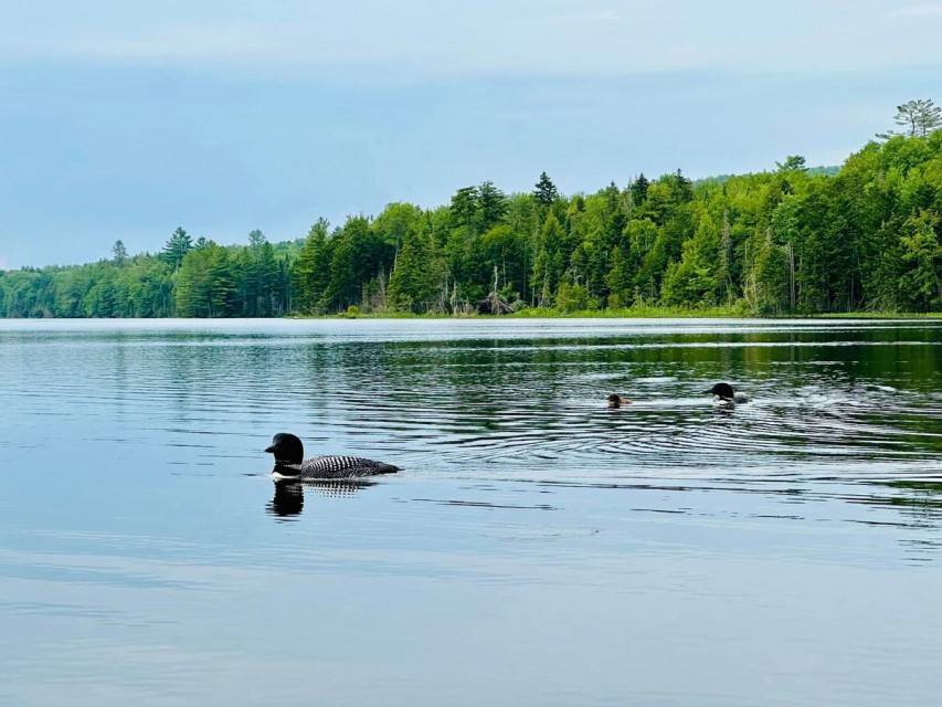 Lots of Loons on Lake Abanakee