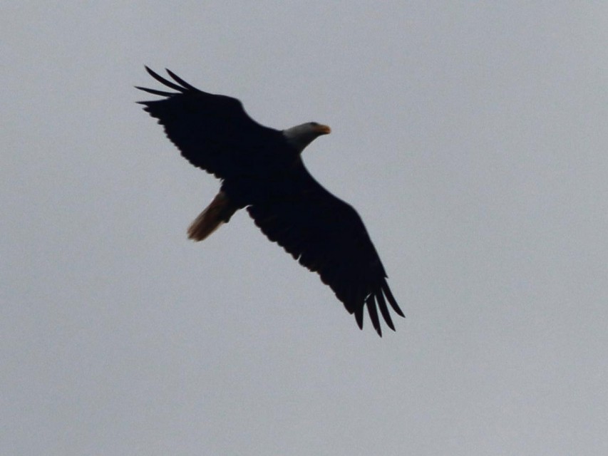 The Abanakee Eagle