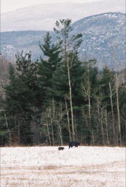 "Hey, Boo-Boo, let's get us a pic-a-nic basket!"