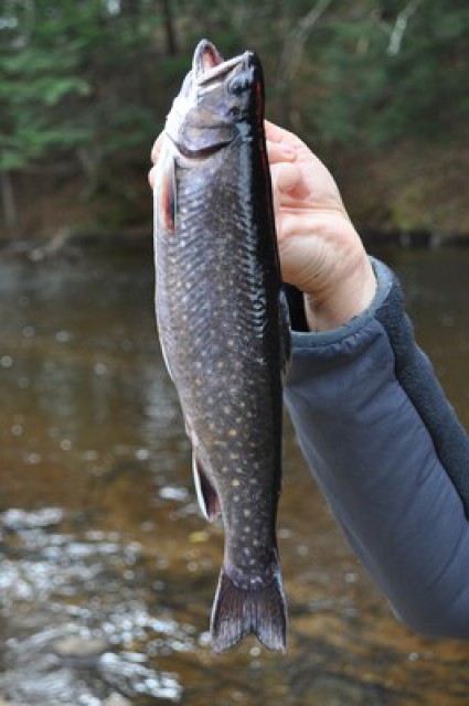 Heritage Strain Brook Trout - Black Pond 4/1/12